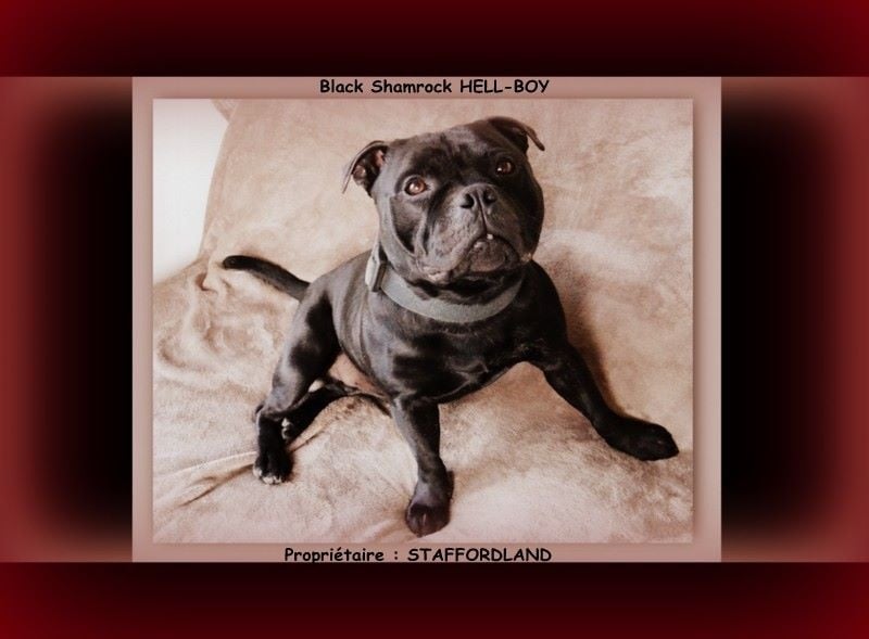 black shamrock Hell-boy