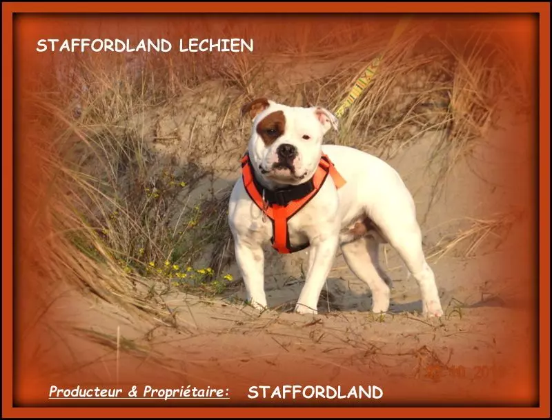 Staffordland Lechien