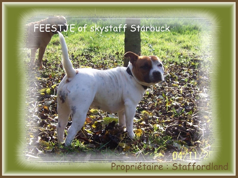 Feestje of Skystaff Starbuck