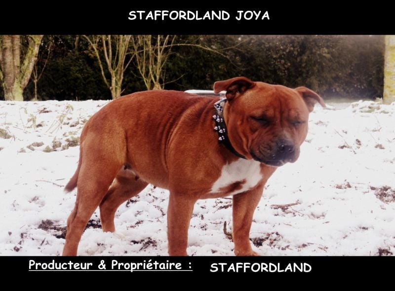 Staffordland Joya