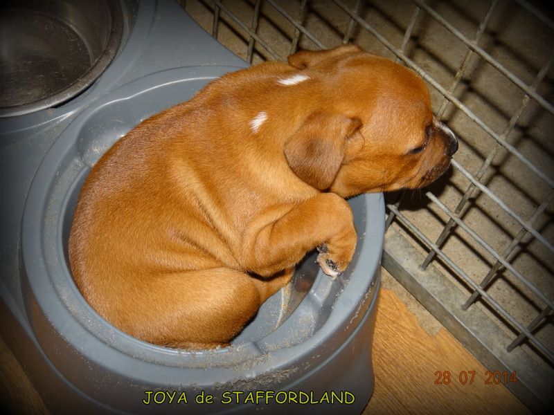 Staffordland Joya