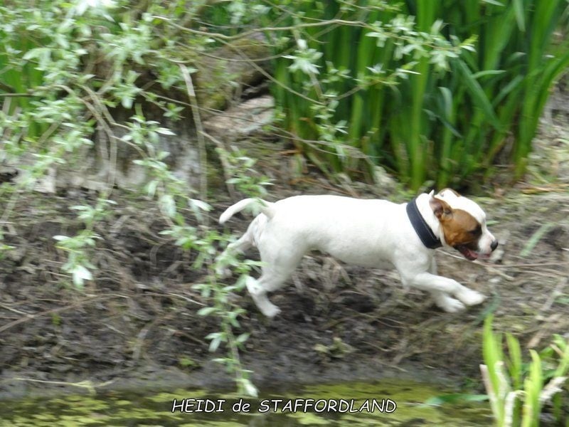 Staffordland Heidi