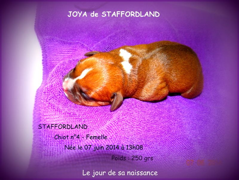 Staffordland Joya