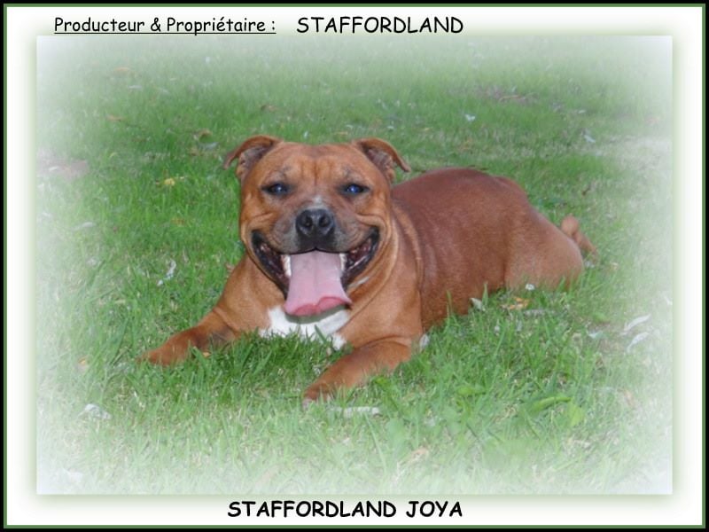 Staffordland Joya