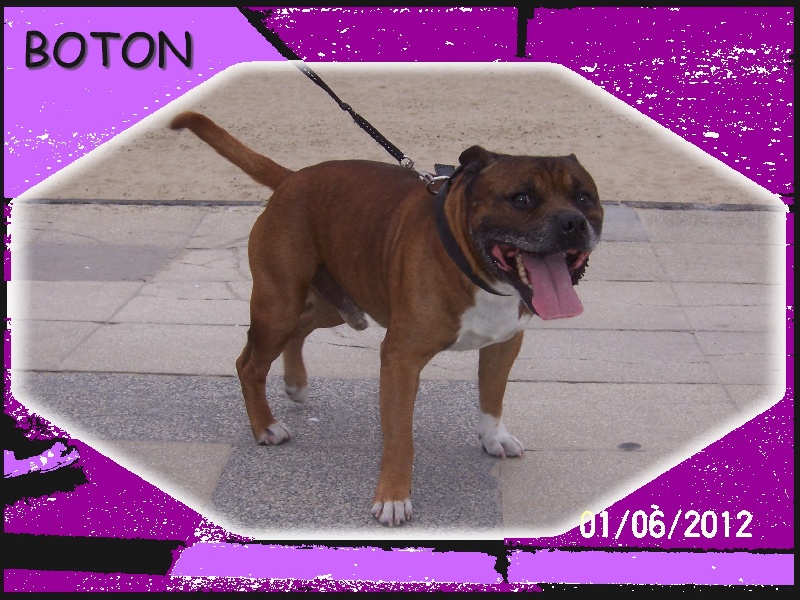 Publication : Staffordland Auteur : Marie Queignec de Staffordland