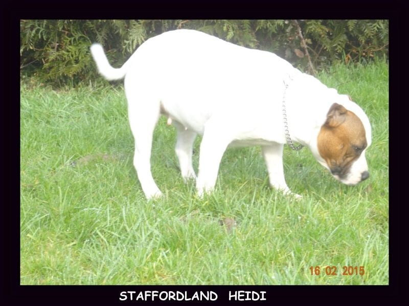 Staffordland Heidi