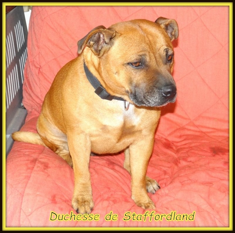 Staffordland Duchesse