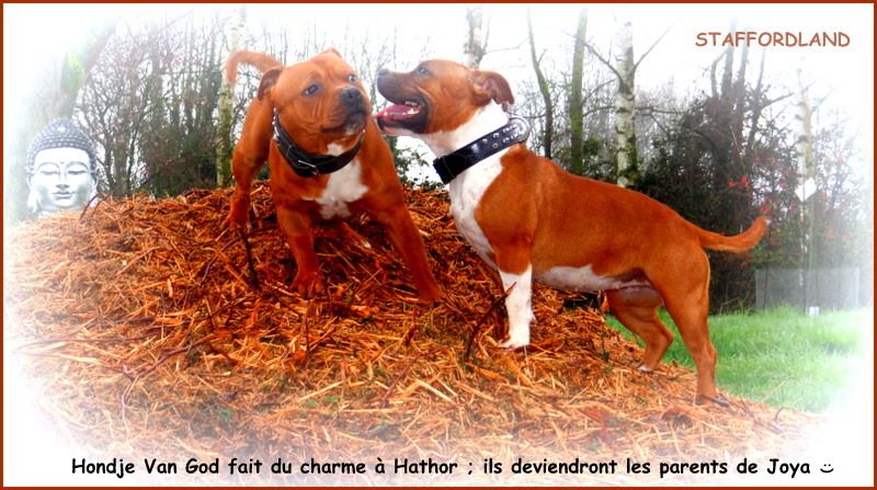 Staffordland Joya