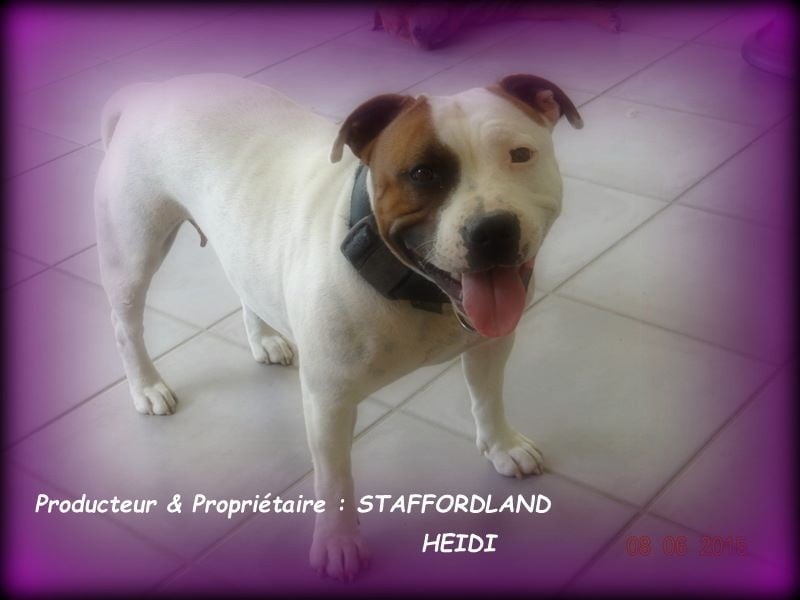 Staffordland Heidi