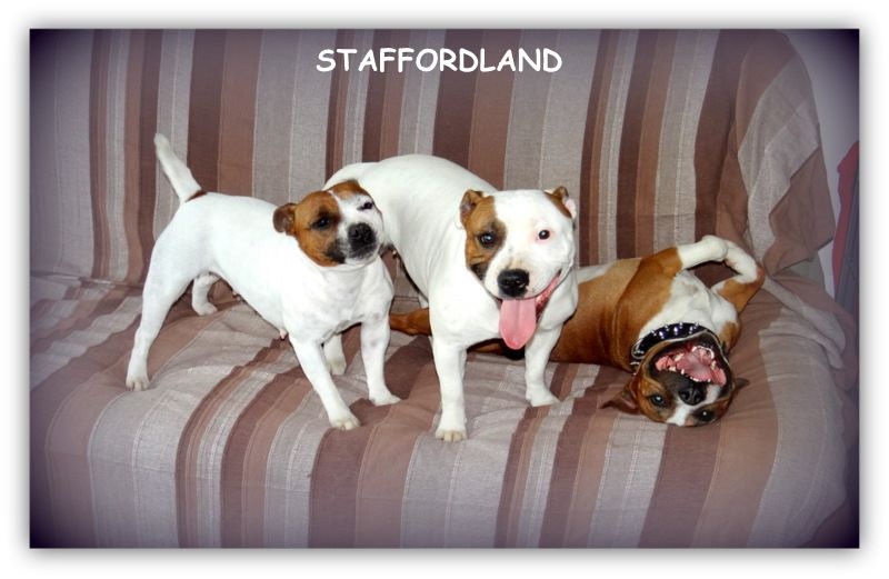 Staffordland Hathor