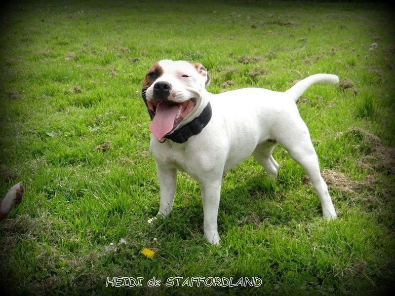 Staffordland Heidi