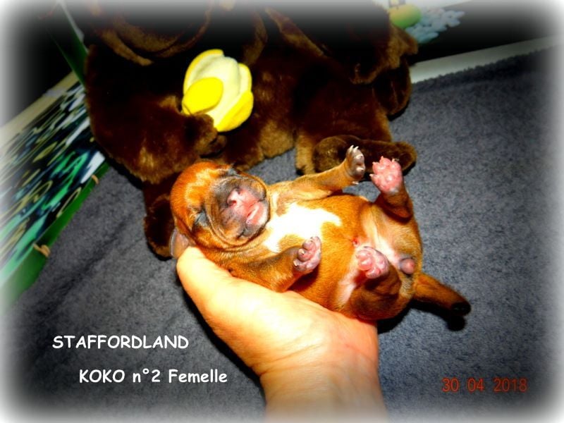 Staffordland Owo nipa