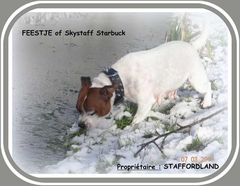 Feestje of Skystaff Starbuck