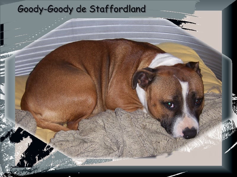 Staffordland Goody-goody