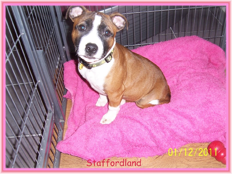 Staffordland Goody-goody