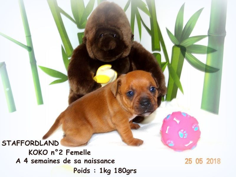 Staffordland Owo nipa