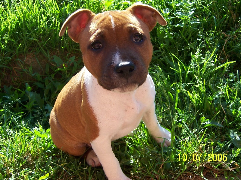 Bodhi-girl de la Lumière de Bregançon