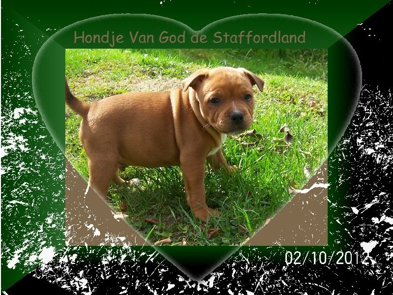 Staffordland Hondje van god