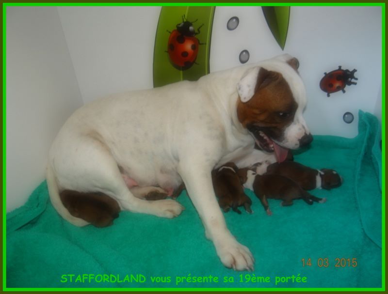 Staffordland Luna