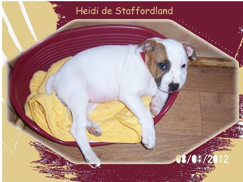 Staffordland Heidi