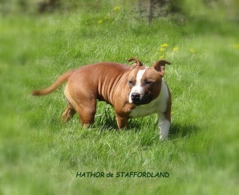 Staffordland Hathor