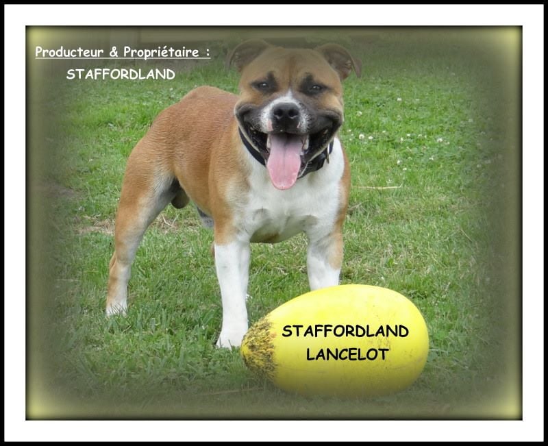 Staffordland Lancelot