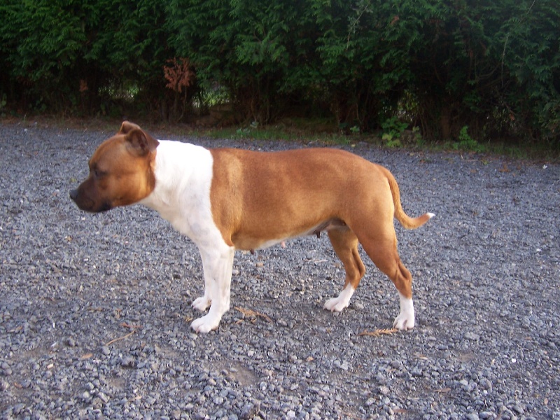 Bodhi-girl de la Lumière de Bregançon