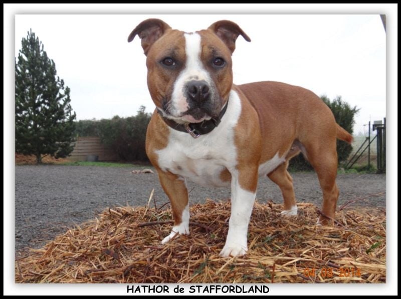 Staffordland Hathor