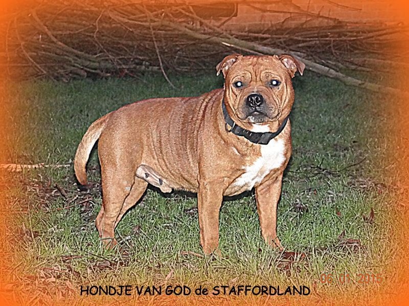 Staffordland Hondje van god