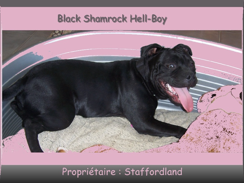 black shamrock Hell-boy