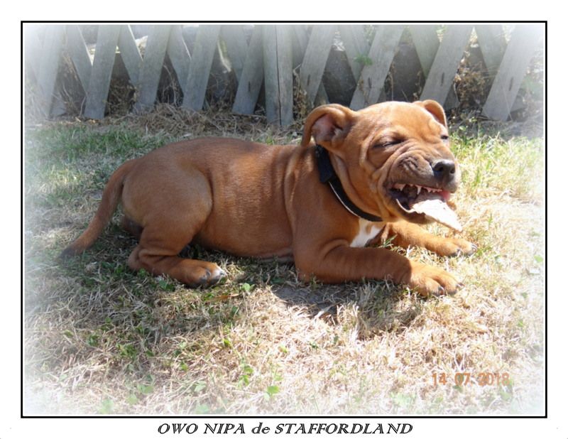 Staffordland Owo nipa