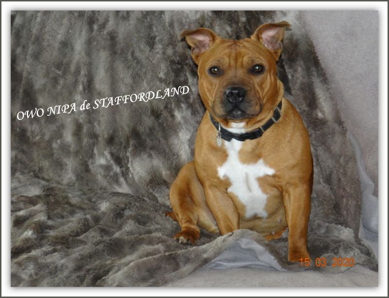 Staffordland Owo nipa