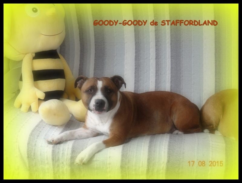 Staffordland Goody-goody