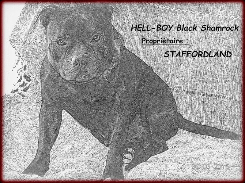 black shamrock Hell-boy