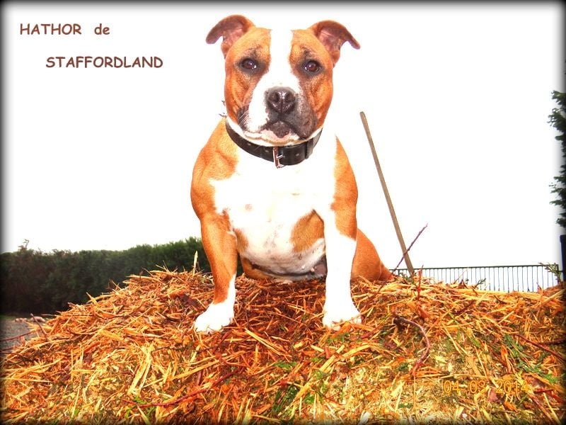Staffordland Hathor