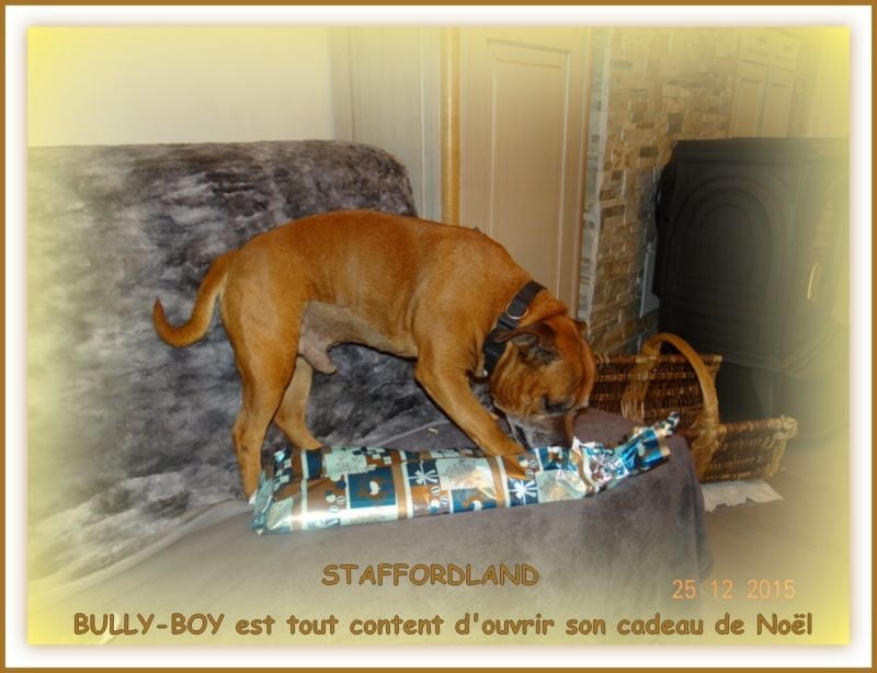 Bully-boy Des têtes brulées