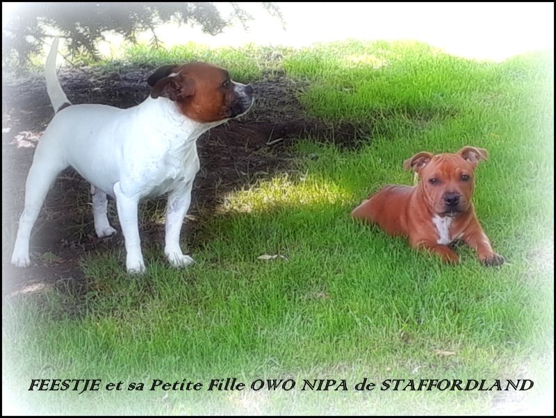Staffordland Owo nipa