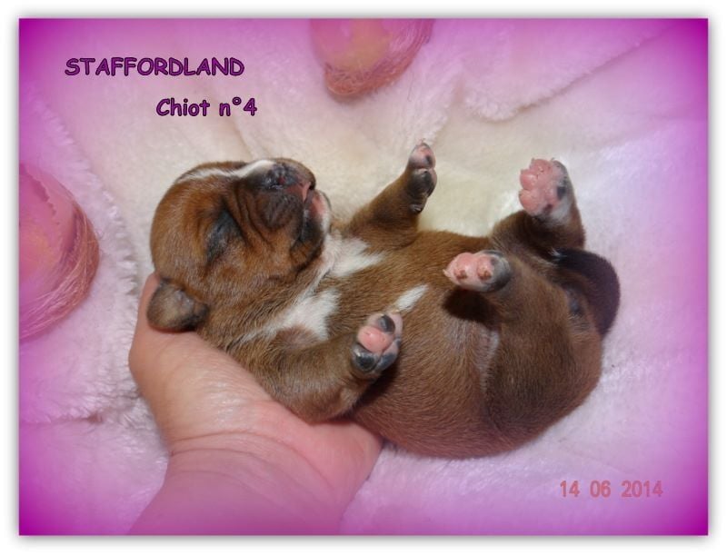 Staffordland Joya