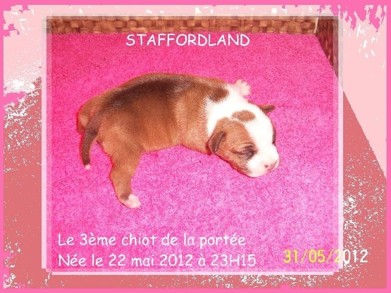 Staffordland Hathor