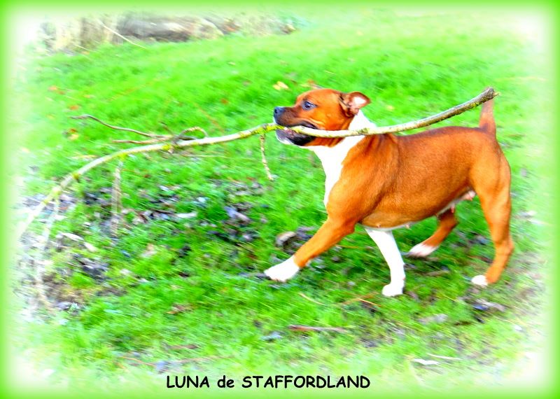 Staffordland Luna