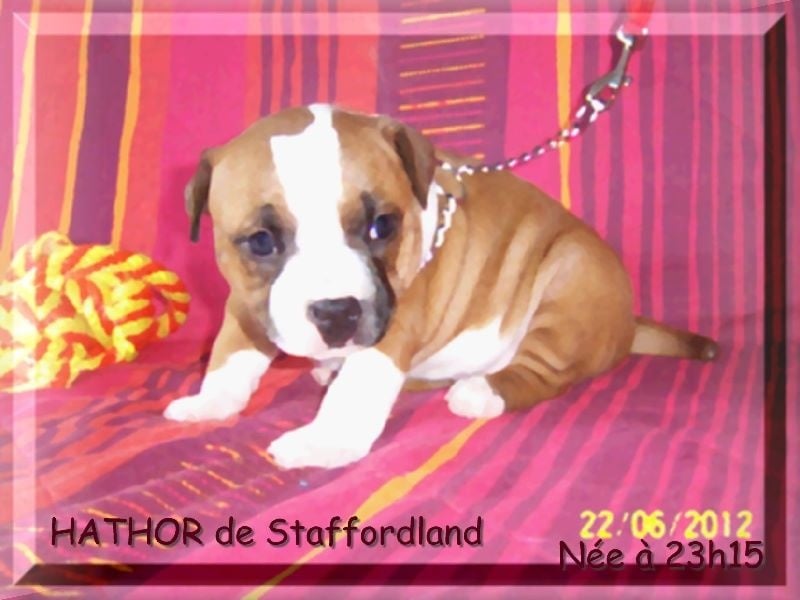 Staffordland Hathor