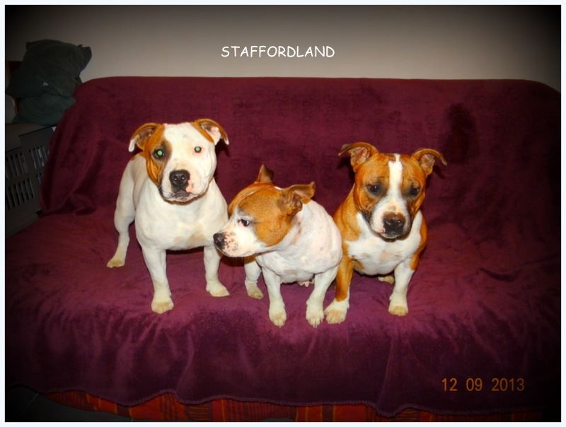 Staffordland Heidi