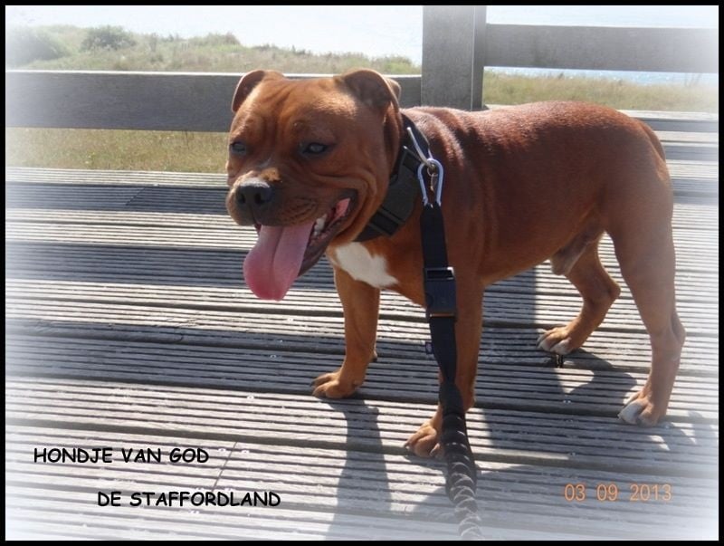 Staffordland Hondje van god