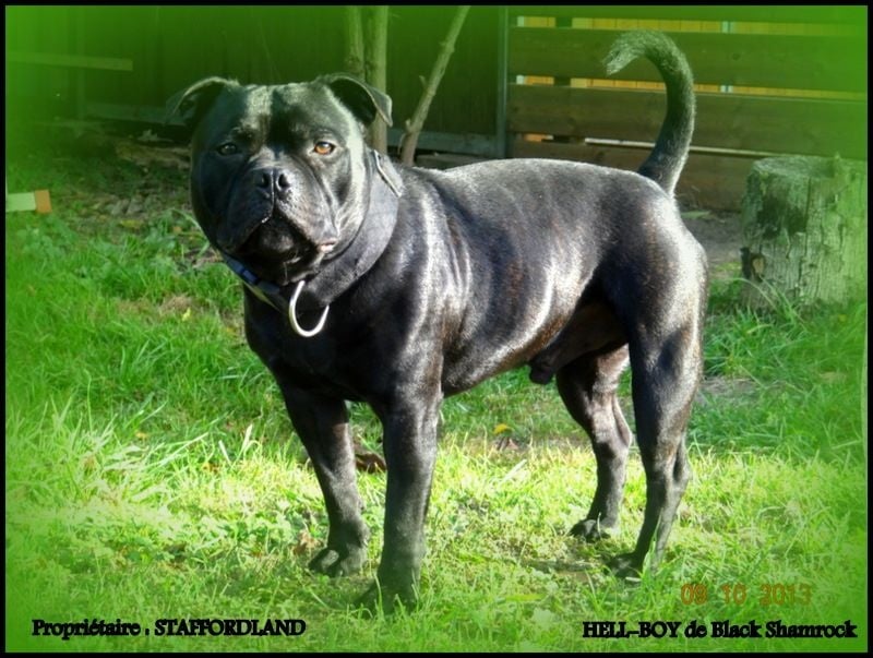 black shamrock Hell-boy