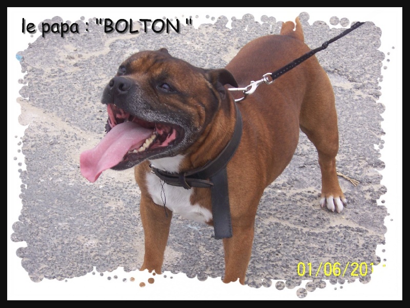 Publication : Staffordland Auteur : Marie Queignec de Staffordland