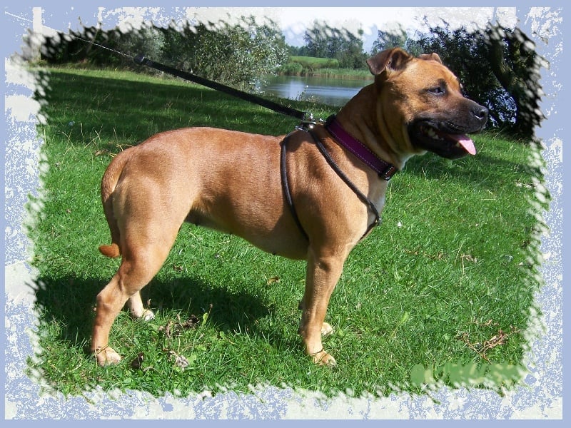 Staffordland Duchesse