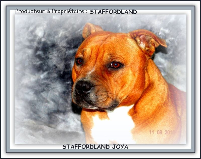 Staffordland Joya