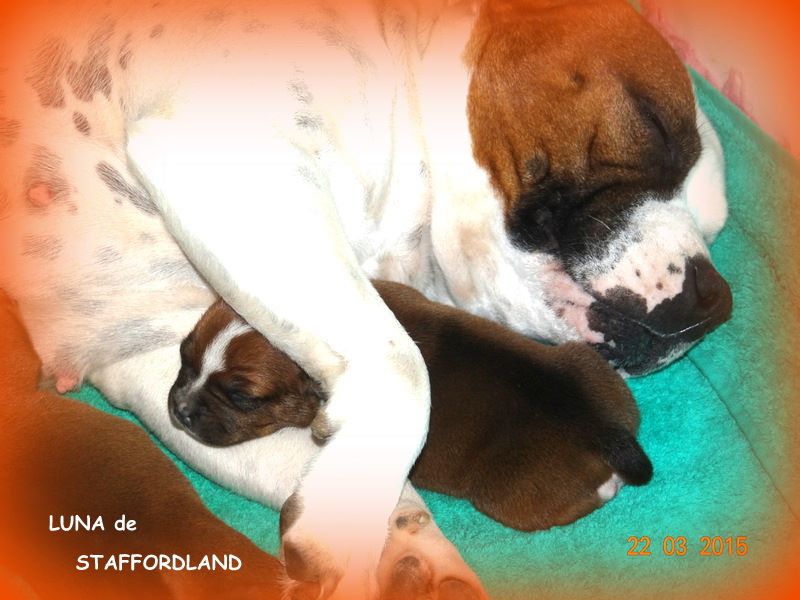 Staffordland Luna