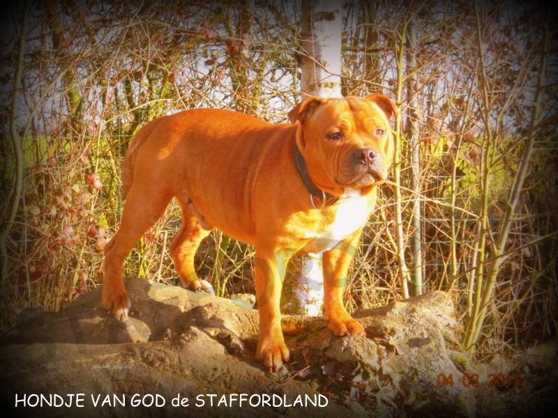 Staffordland Hondje van god