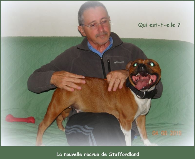 Staffordland Luna